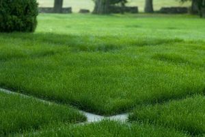 Підготовка ґрунту під газон: покрокова технічна інструкція фото
