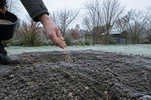 Підзимовий посів газону: чи варто сіяти в листопаді фото